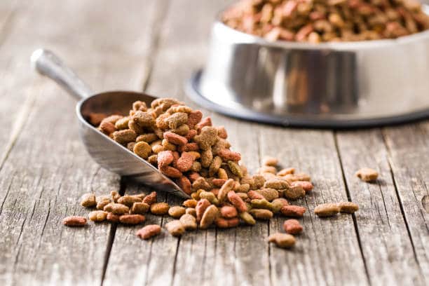 best dry dog food