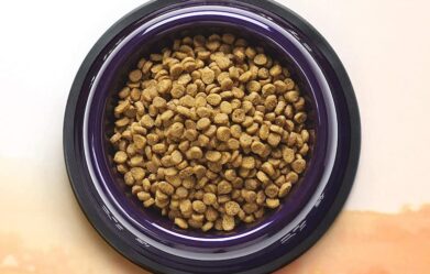 best-small-breed-dog-food