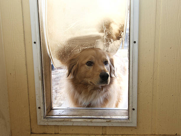 Automatic dog doors