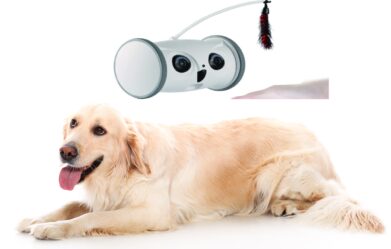 why-buy-dog-monitoring-cameras-find-out-here