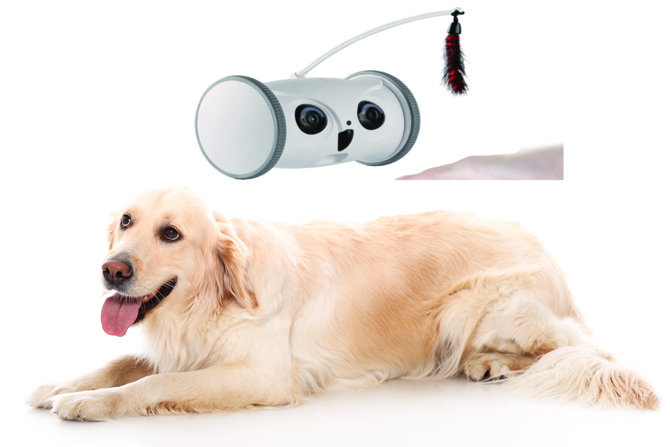 why-buy-dog-monitoring-cameras-find-out-here