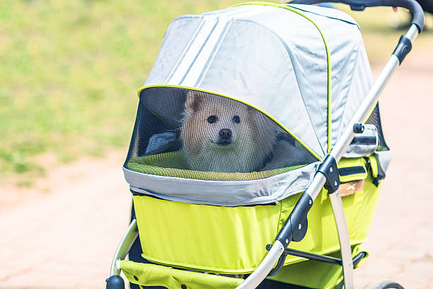 Strollers are foldable & easy to carry