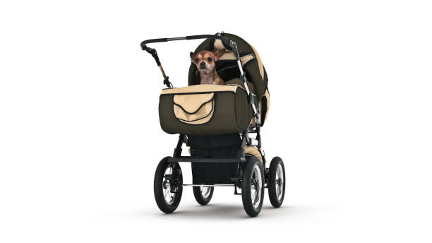 Why Dog Stroller Is Neccessary?