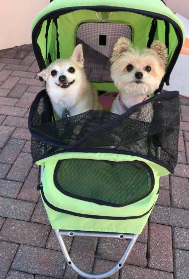 Pet Stroller