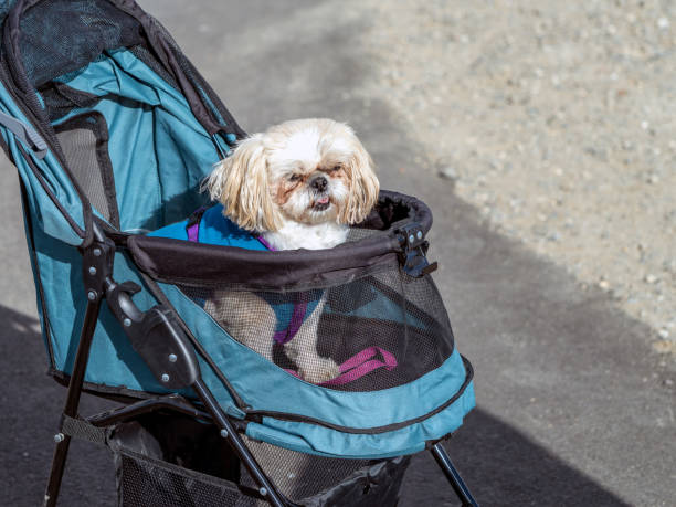 Pet Stroller