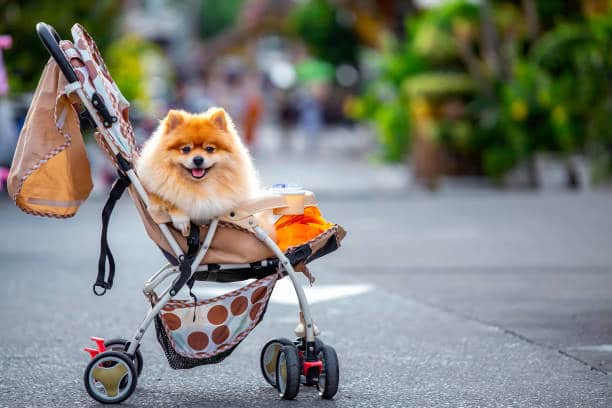 Pet Stroller