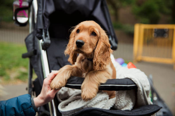 dog stroller