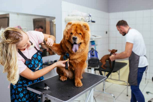 dog grooming 