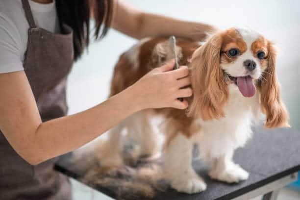 dog groomer