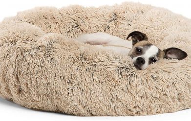 best-covered-dog-beds