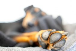 how-to-wash-dogs-paw-without-damaging-the-nails