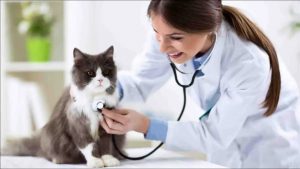 Precautions and Preventions cats