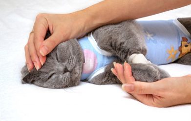 how-to-care-for-a-cat-after-spaying