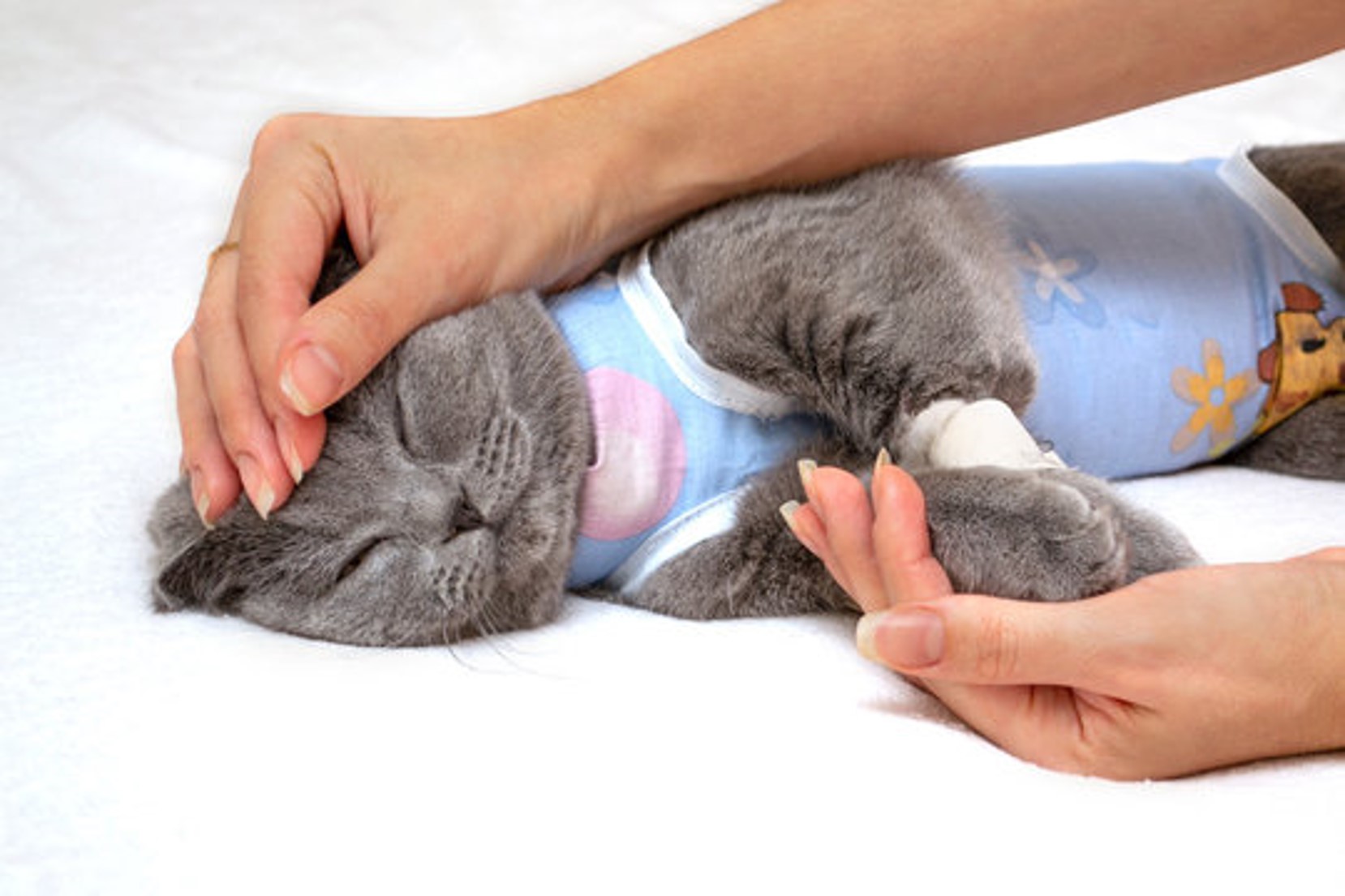 how-to-care-for-a-cat-after-spaying