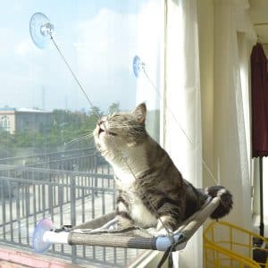  Cat Window Hammock Window Perch