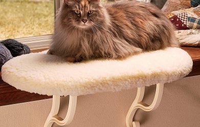 best-cat-window-perches-reviews