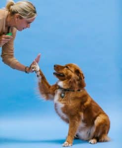 Consistency And Repetition In Dog Training