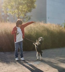 Using Treats And Rewards To Train Dog