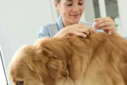 how-to-get-rid-of-fleas-and-ticks-on-dogs