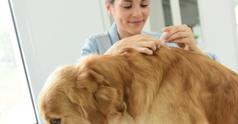 how-to-get-rid-of-fleas-and-ticks-on-dogs