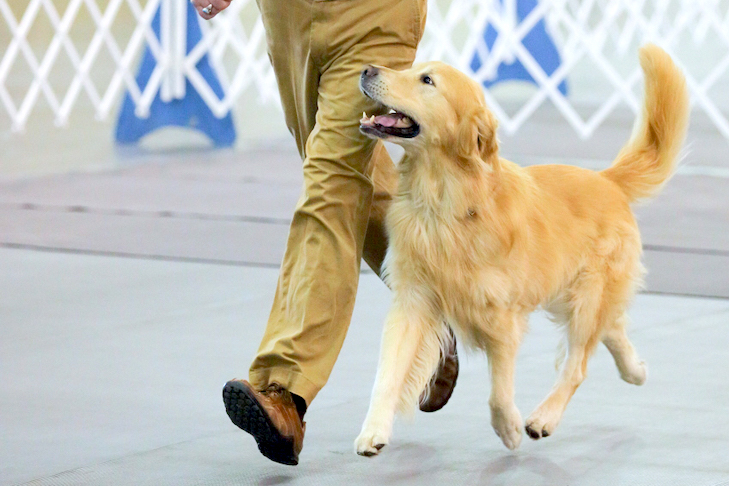 how-to-train-your-dog-to-walk-beside-you