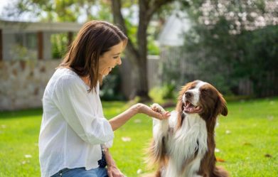 what-are-the-5-golden-rules-of-dog-training