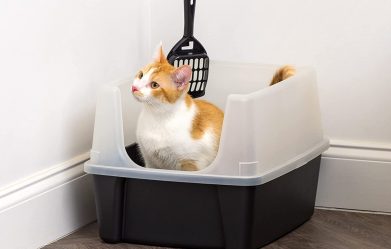 best-litter-box-for-cats-review