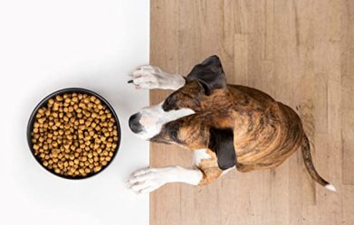 best-dry-dog-food-for-allergies