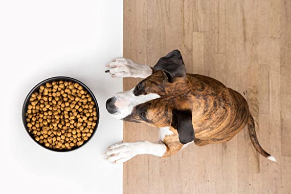 best-dry-dog-food-for-allergies