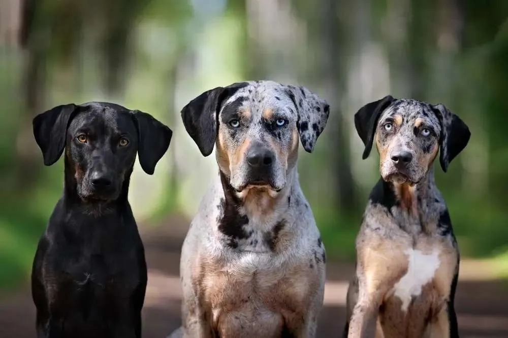 All-About-The-Catahoula-Leopard-Dog