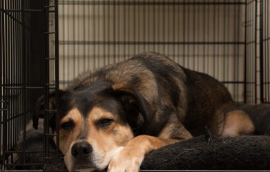 how-to-crate-train-a-dog-with-separation-anxiety