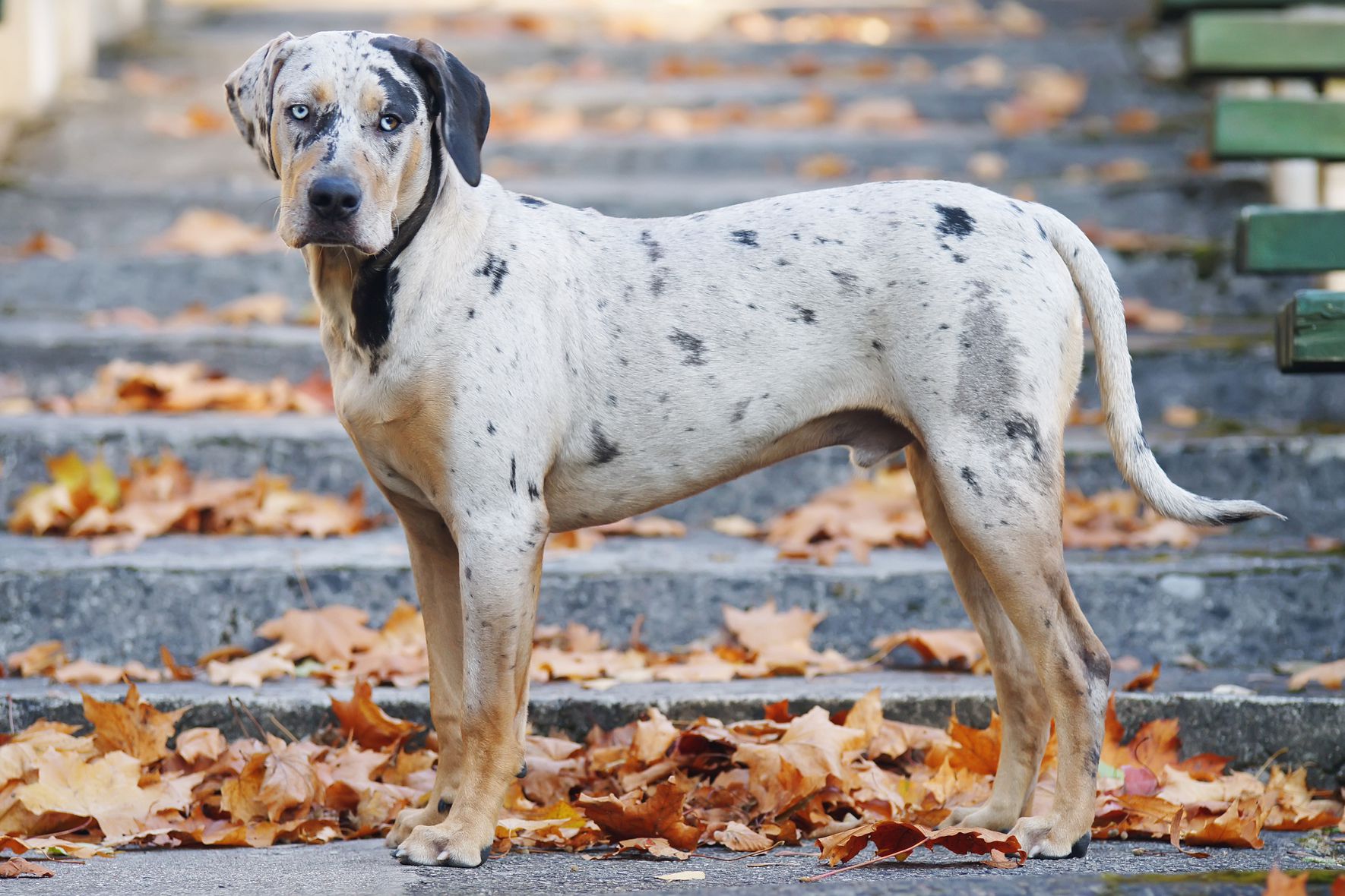 how-to-train-catahoula-leopard-dog