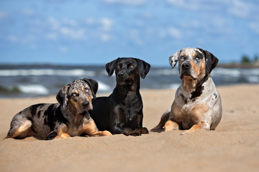 Labahoula-dogs-on-the-beach