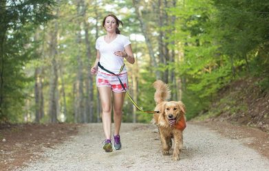 how-to-train-dog-to-walk-on-a-leash