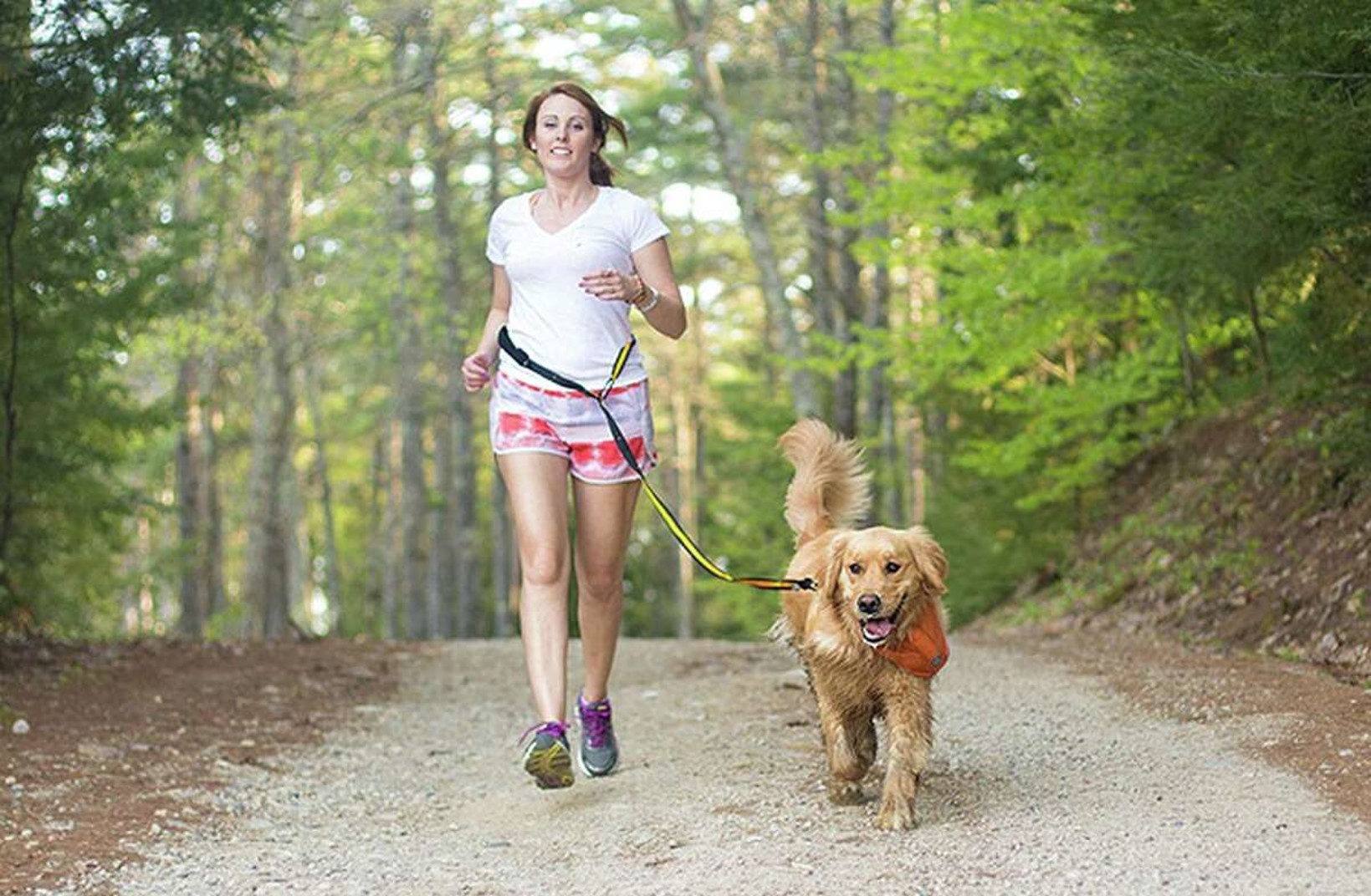 How To Train Dog To Walk On A Leash MPets Lover