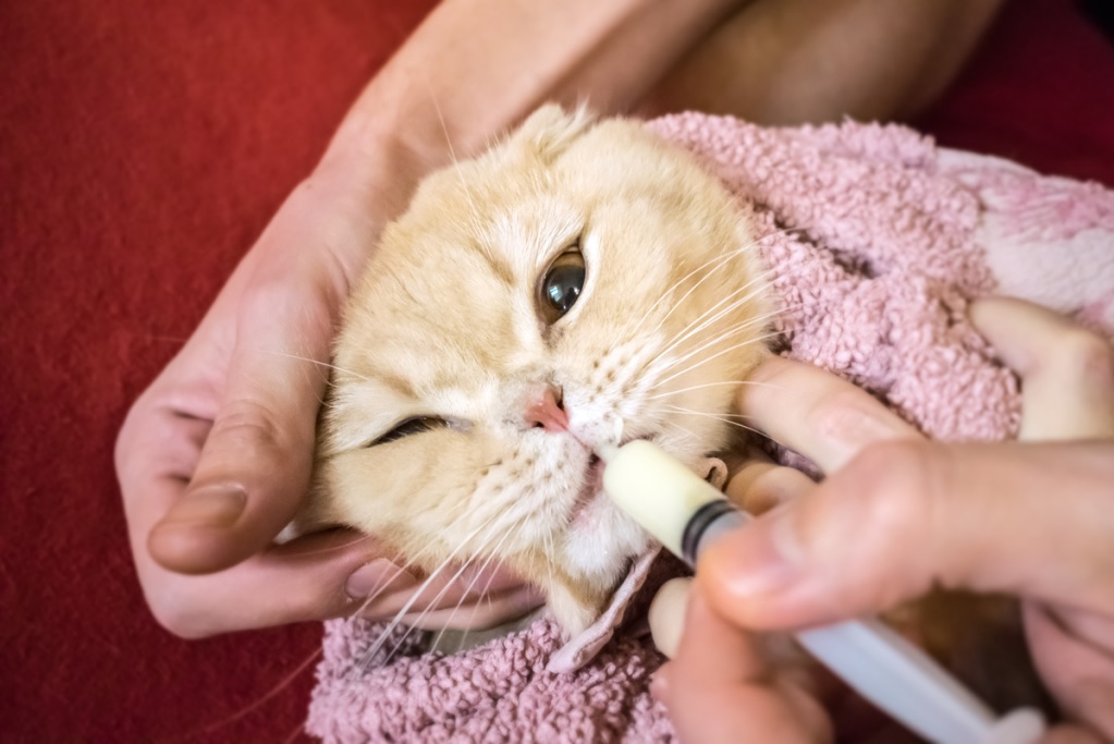 how-to-syringe-feed-a-cat