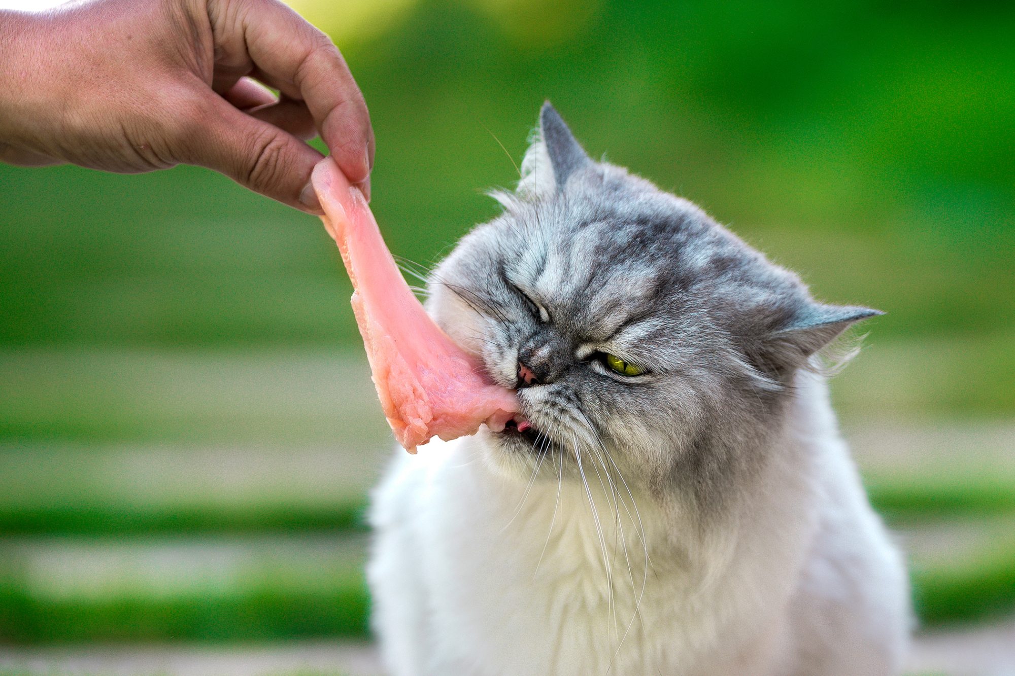 can-i-feed-my-cat-chicken-every-day