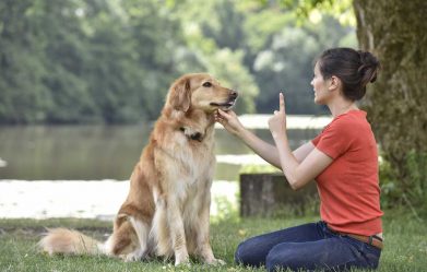 how-to-train-my-dog-to-ignore-strangers