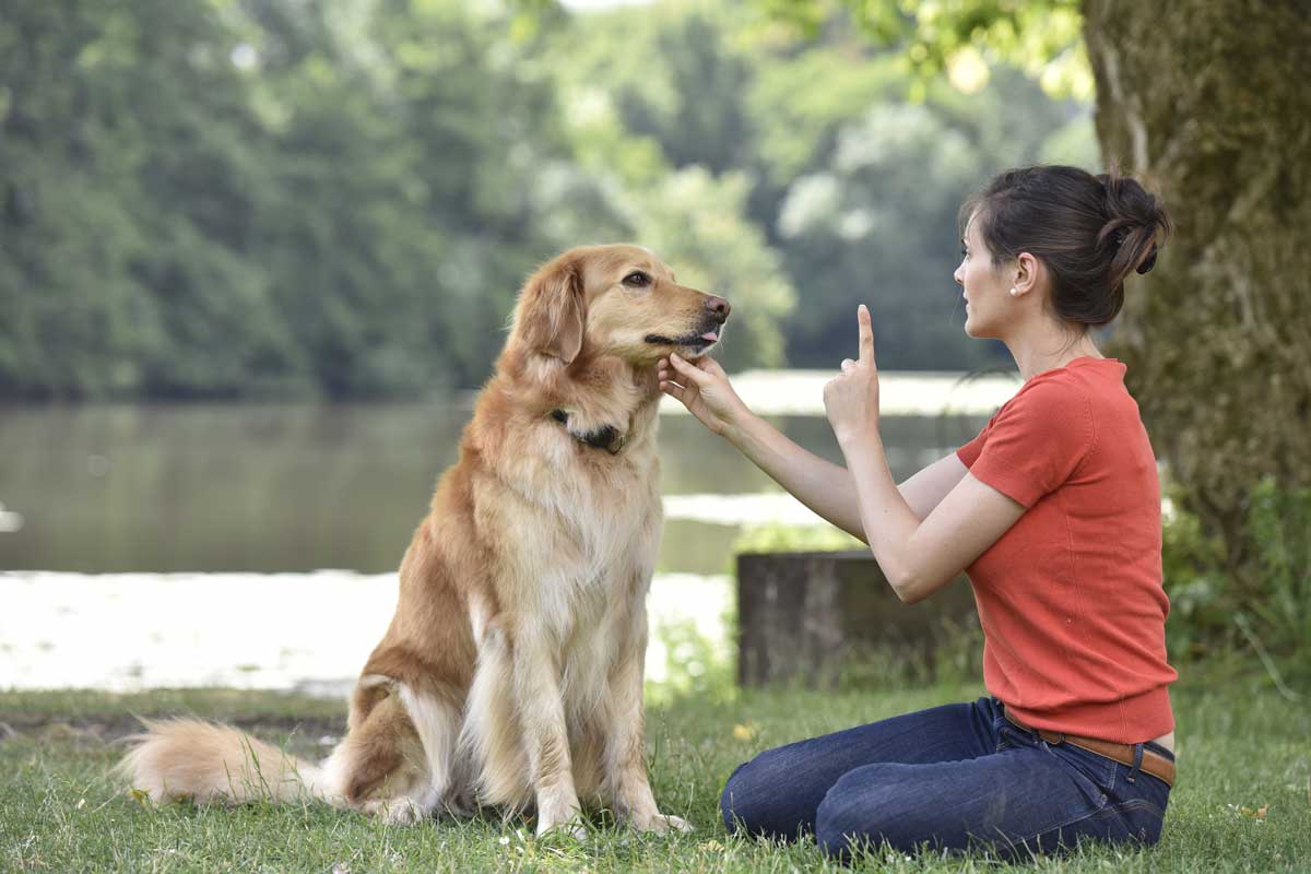 how-to-train-my-dog-to-ignore-strangers