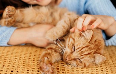 kitten-care-a-comprehensive-guide-to-nurturing-your-furry-friend