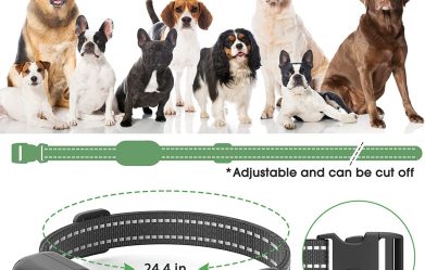 best-training-collars-for-stubborn-dogs