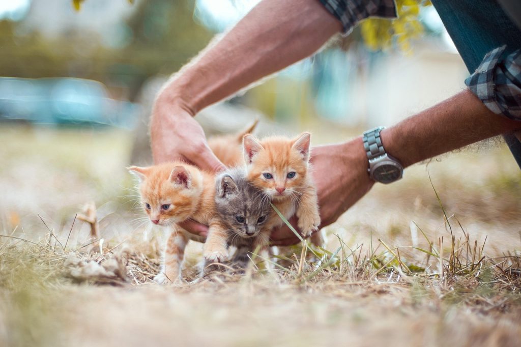 Wondering how long can you keep a kitten in a cage?