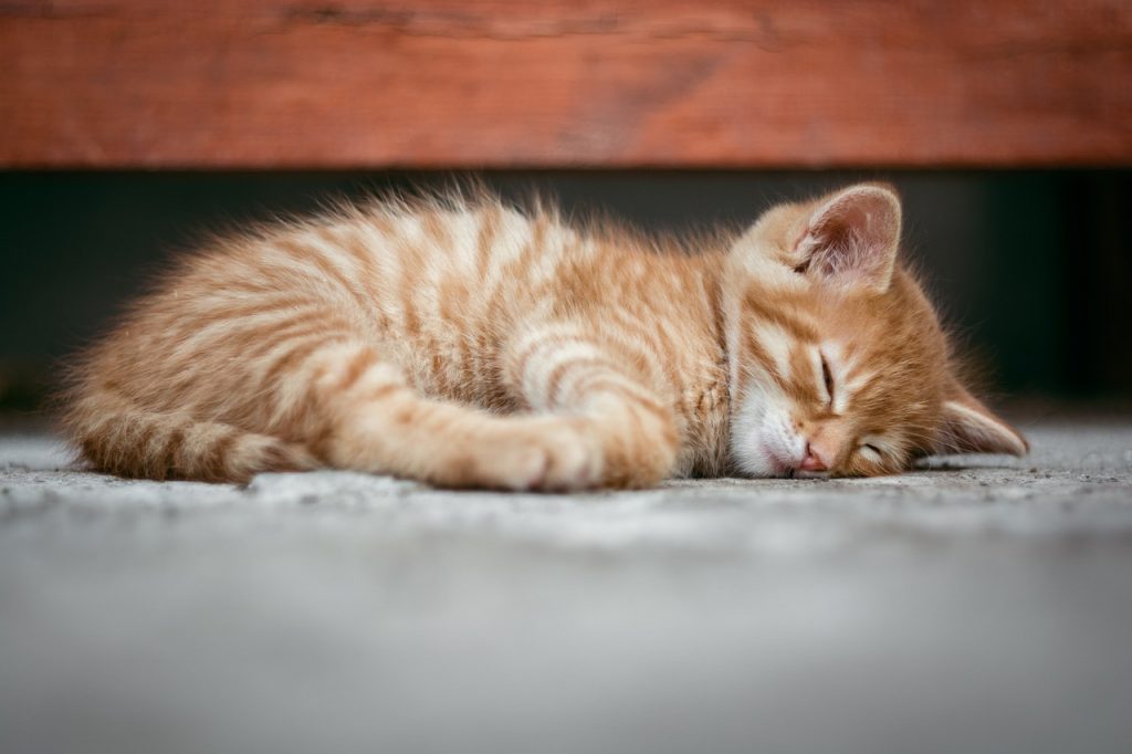 How long can a kitten go without food