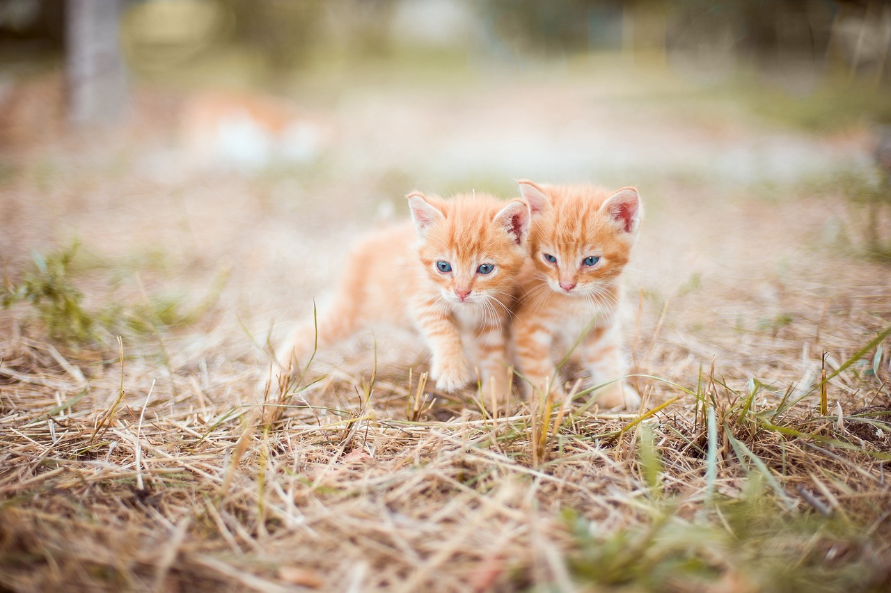 how-long-can-you-keep-a-kitten-in-a-cage