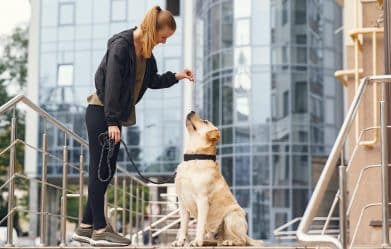 learn-about-top-professional-dog-training-steps