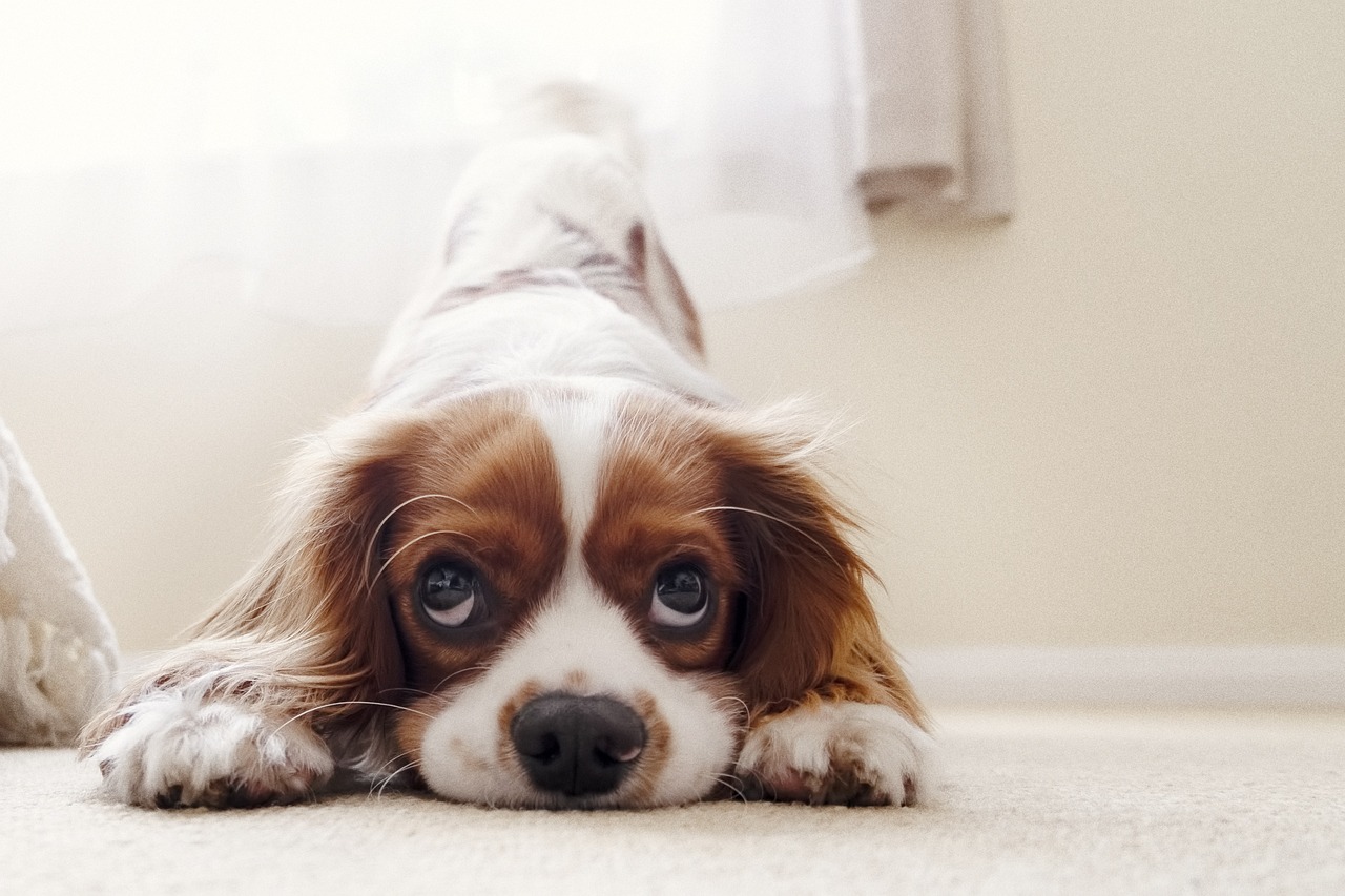 how-to-toilet-train-a-puppy-in-an-apartment