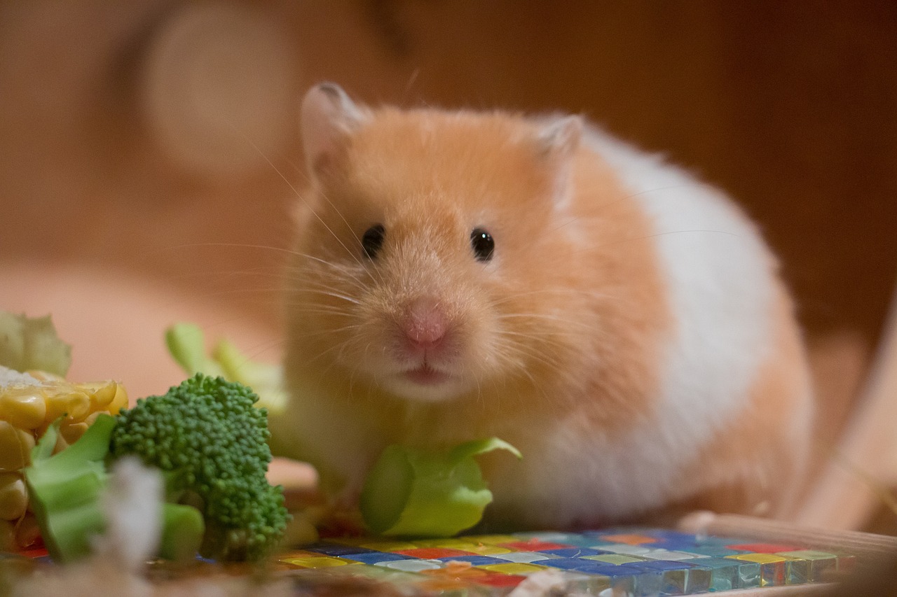 why-hamsters-make-great-pets