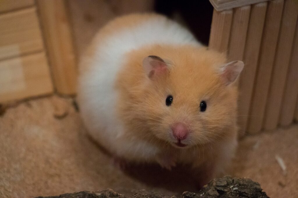 Why do hamsters eat their babies