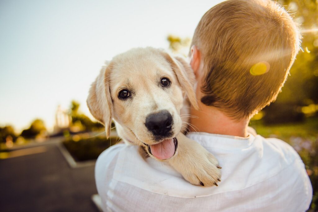 How Do You Take Care Of A Puppy For Beginners