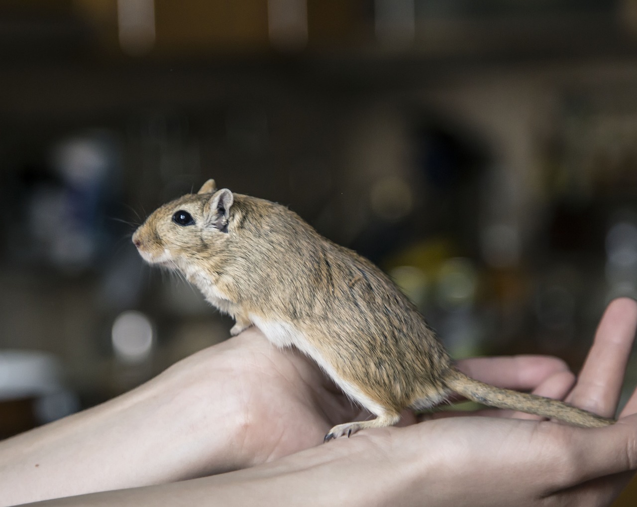 train-your-hamster-to-be-tame